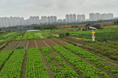 广州从化农场-太阳能自转清虫灭虫灯
